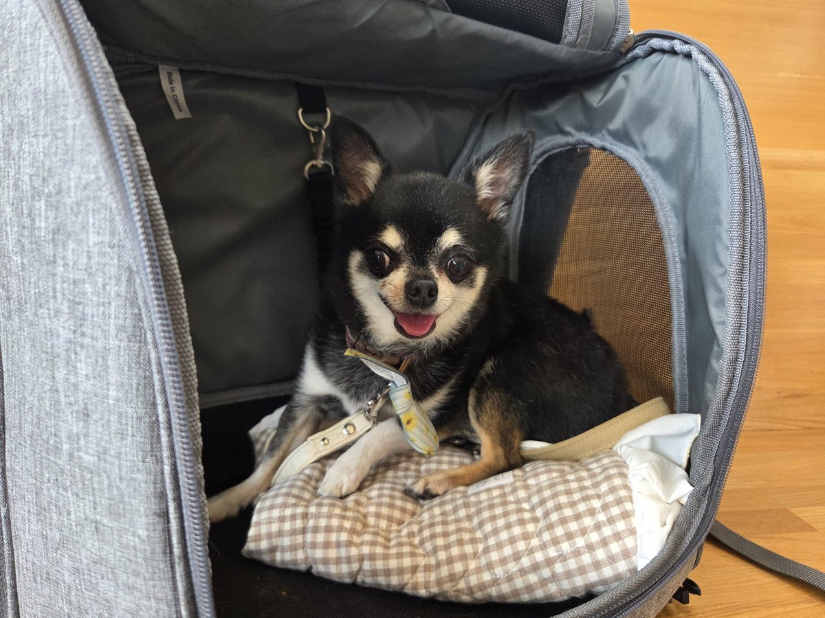 ryu_Chihuahua's tweet photo. 戻れました笑
お久しぶりです、最近じゃXは見る専になっております。
りゅうのすけ8歳、こたろう6歳、まだまだ元気です。
強いて言うとりゅうのすけが増帽弁閉鎖不全症に…🥲 https://t.co/FpfCtXXxQd