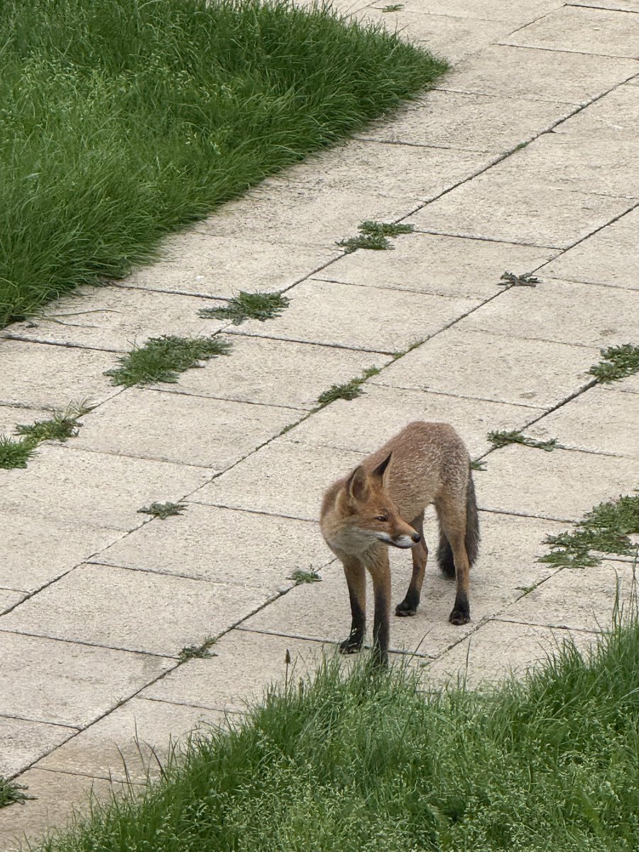 haqpr1963's tweet image. So it seems we have a new visitor in the garden. What a beautiful way to start the day.
#FoxOfTheDay 😍🦊