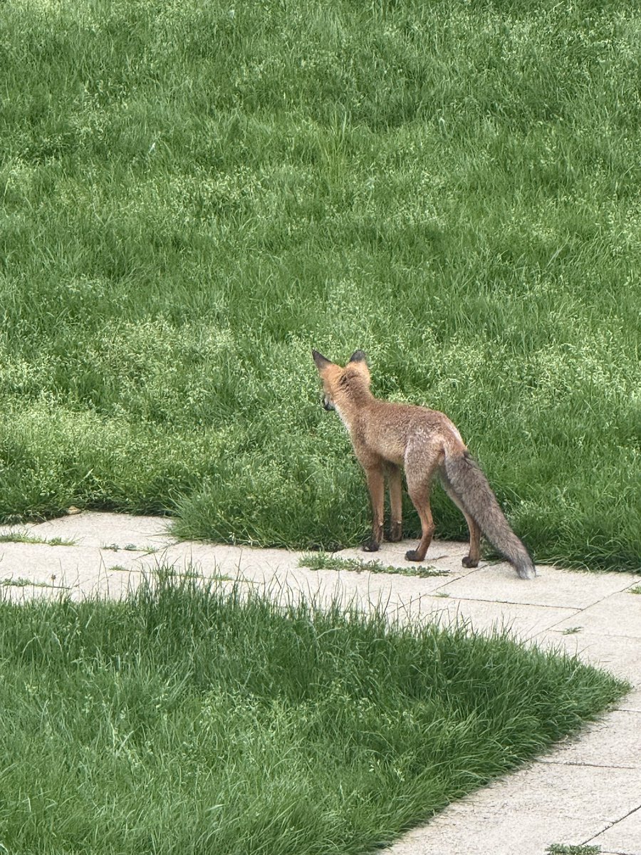 haqpr1963's tweet image. So it seems we have a new visitor in the garden. What a beautiful way to start the day.
#FoxOfTheDay 😍🦊