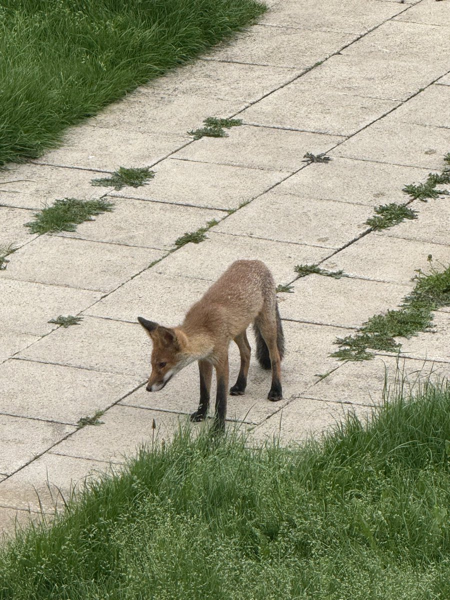 haqpr1963's tweet image. So it seems we have a new visitor in the garden. What a beautiful way to start the day.
#FoxOfTheDay 😍🦊