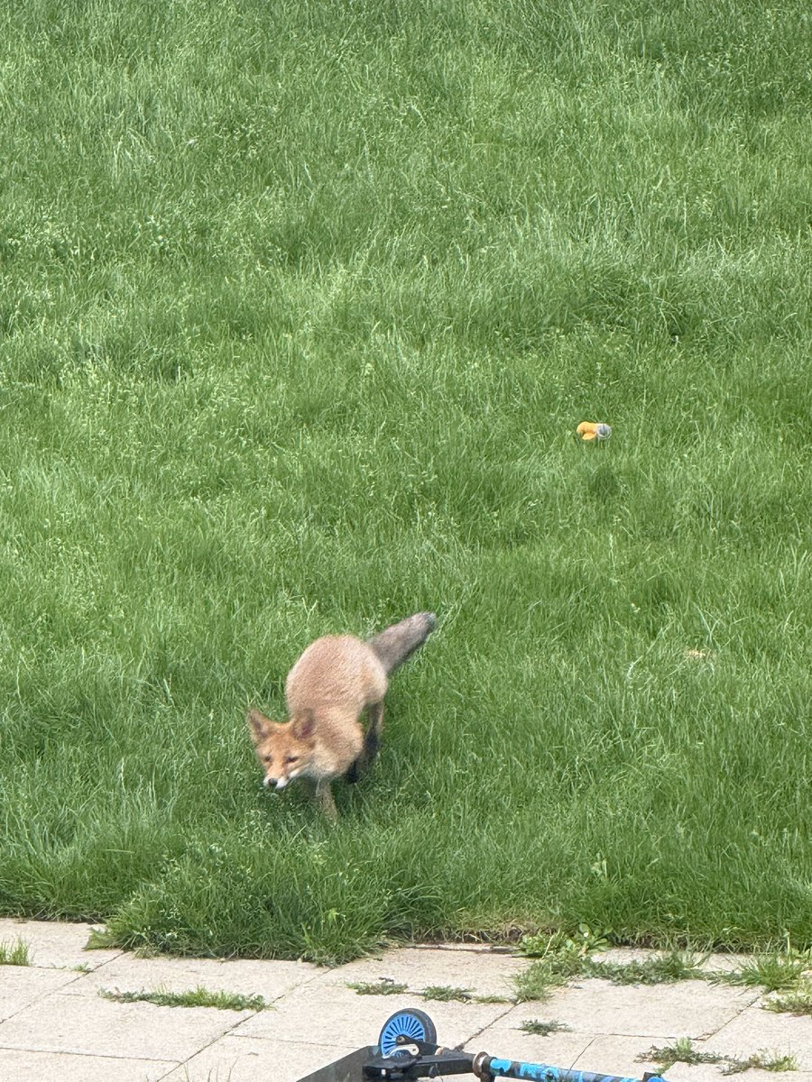 haqpr1963's tweet image. So it seems we have a new visitor in the garden. What a beautiful way to start the day.
#FoxOfTheDay 😍🦊