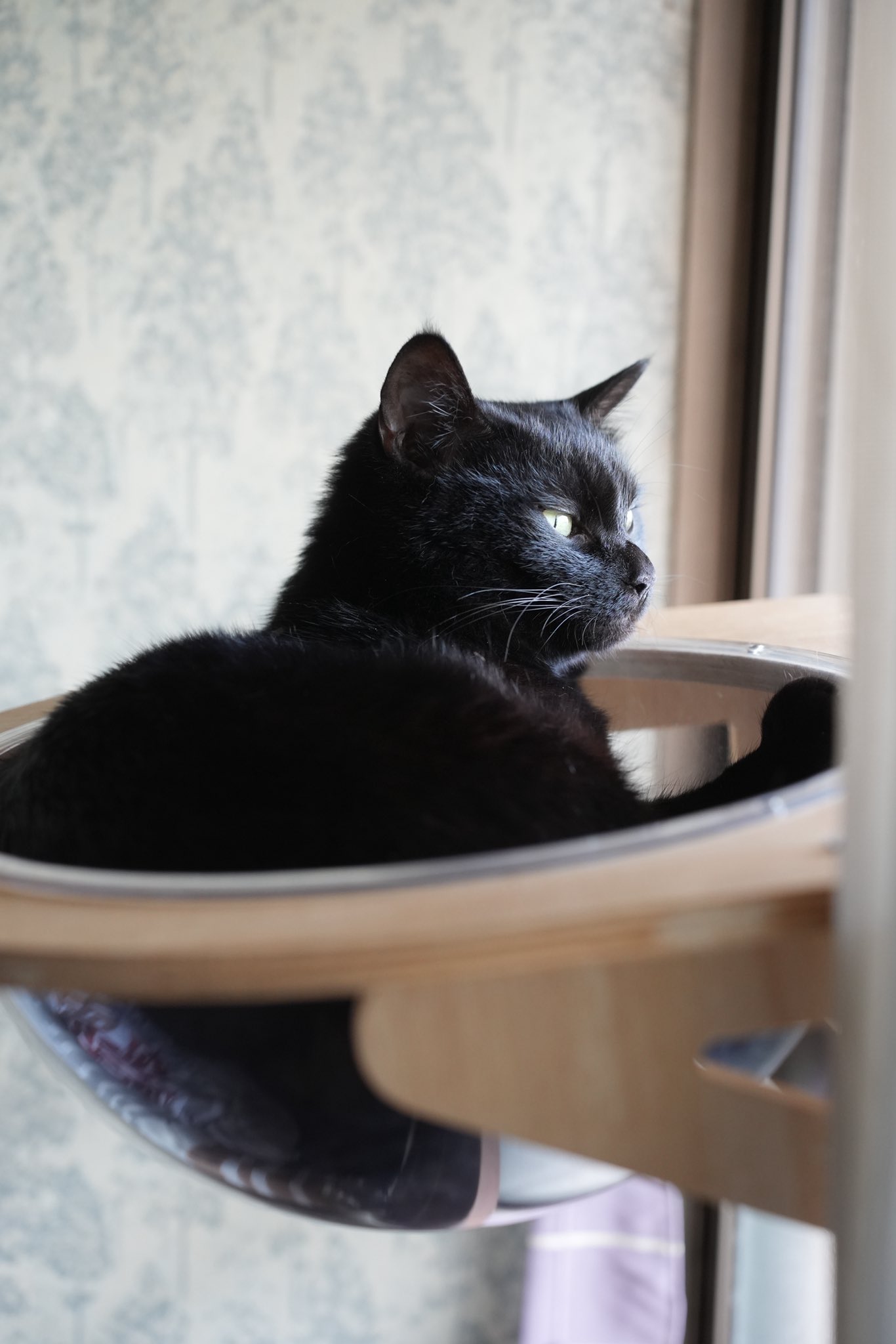 黒猫 黒猫つくねちゃん太しっぽ on X: 