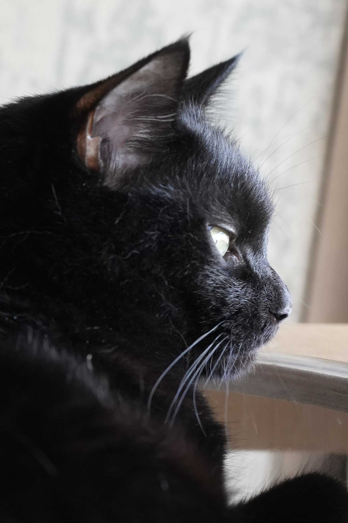 黒猫 黒猫つくねちゃん太しっぽ on X: 