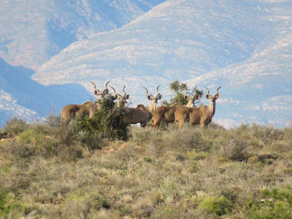 africanfarming_'s tweet image. Now everyone knows what we know: Hunting industry brings in big bucks for SA economy’
👉africanfarming.com/tiny/p7gg