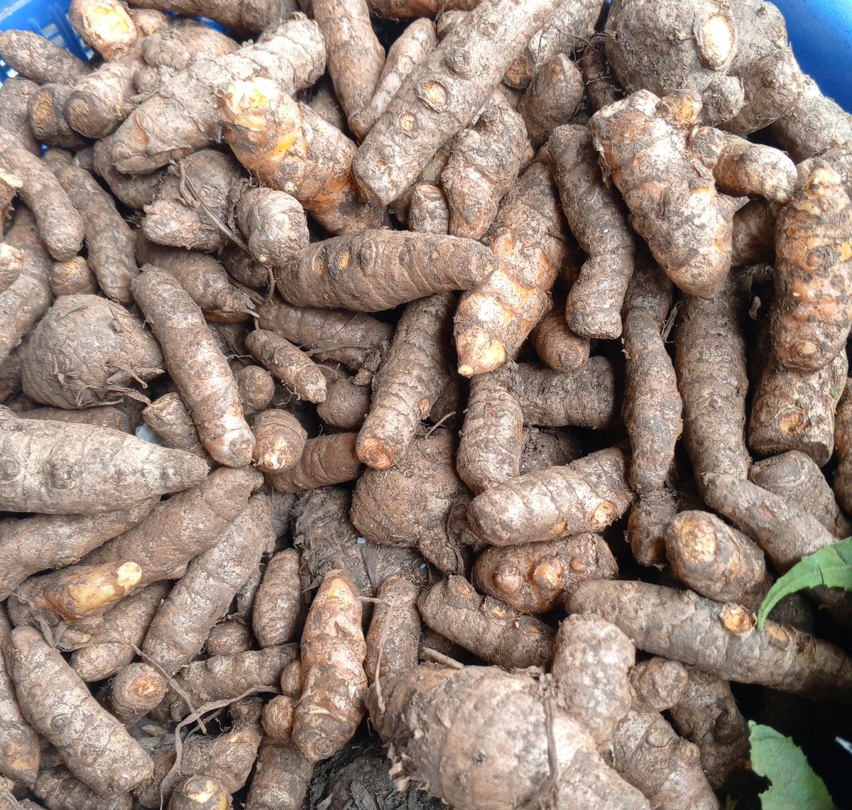 tega_4's tweet photo. I used to think turmeric was just for jollof rice colour and steaming meat, until I saw what it did for two different people around me.

A thread: https://t.co/ur8b0yibtl