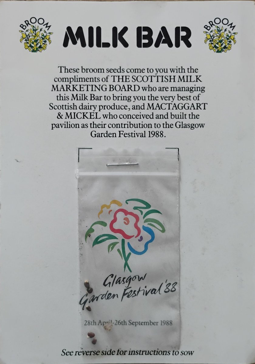 Not sure I'm getting any broom in the garden from these now.