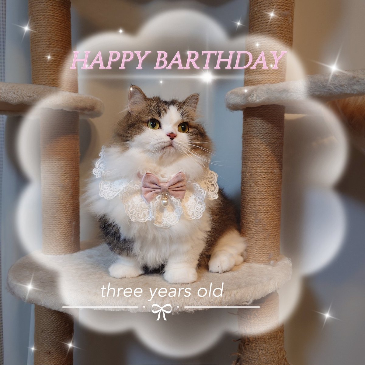 marotrain's tweet image. 🩷ひめ様🩷
🎉🎂3歳のお誕生日おめでとう🎂🎉
ひめのおかげで色々あっても
毎日変わらない幸せがある✨
#誕生日 #猫のいる暮らし𓏲𓎨 #ミヌエット