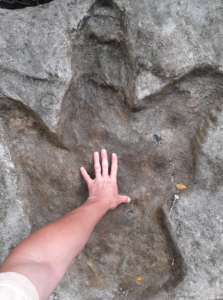 BigBangSciCom's tweet image. Une empreinte de pas attribuée à Tyrannosaurus rex. Je n&apos;ai pas trouvé beaucoup d&apos;infos sur cette photo, si quelqu&apos;un en a, elles sont bienvenues. Foss&apos;il vous plait peut-être ?

#Fossil #fossile #paléontologie #Palaeontology #animaux #nature #dinosaurs #dinosaures #dino #Trex