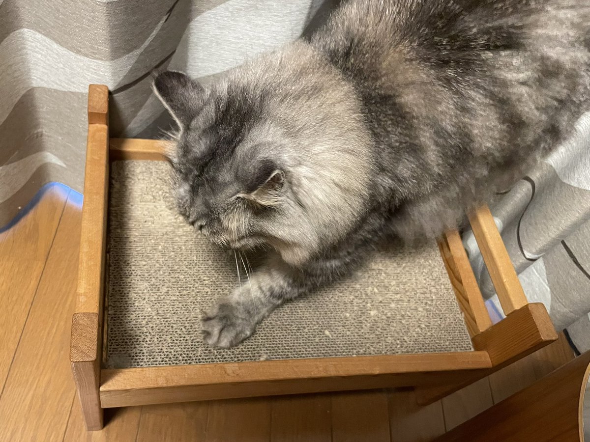Perry_zo's tweet image. また出かけるなんて聞いてないにゃ！！バリバリバリ！