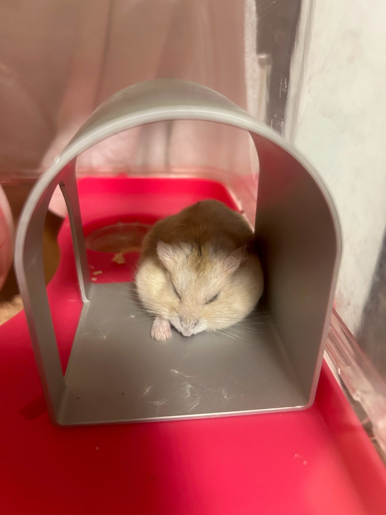 ✨✨✨♥Andre部屋♥✨✨✨ ハムスターが夏にクーラーのきいた部屋でｽﾔｽﾔﾌﾜﾌﾜしてるの大好き