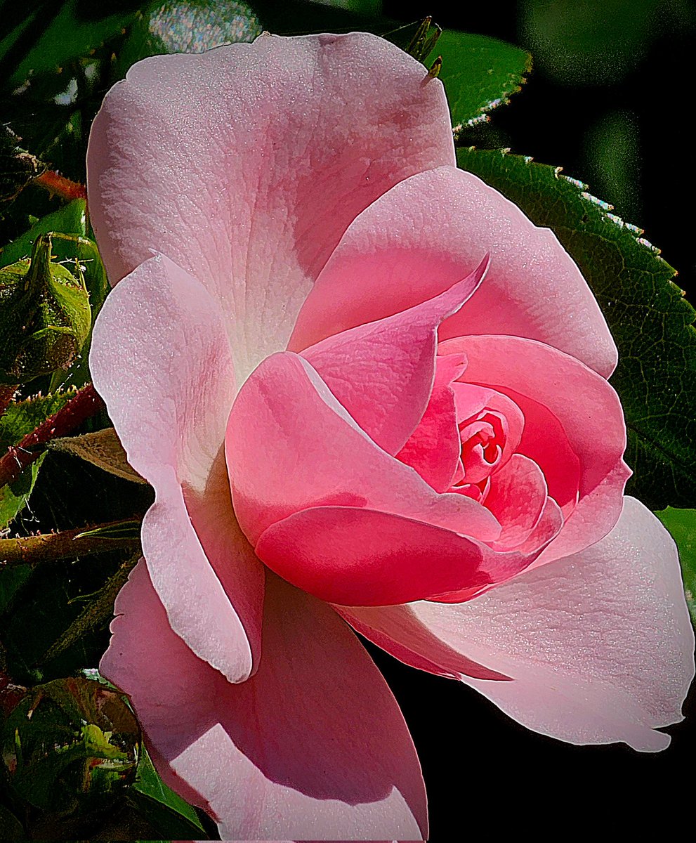 'La Vie en Rose'
#RoseWednesday #NatureBeauty