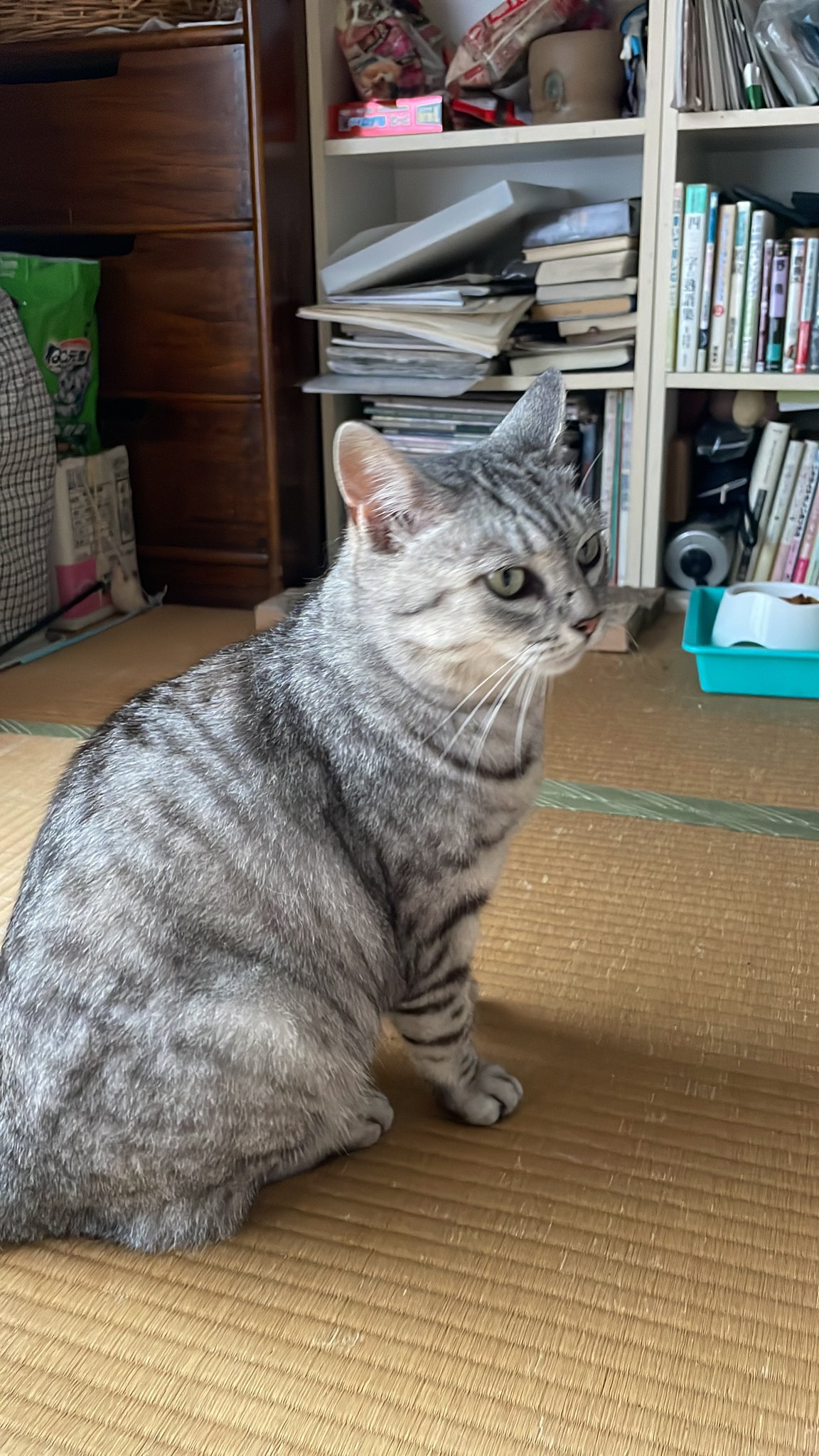 猫さん Neko Busou Tenkomori | HLJ.com