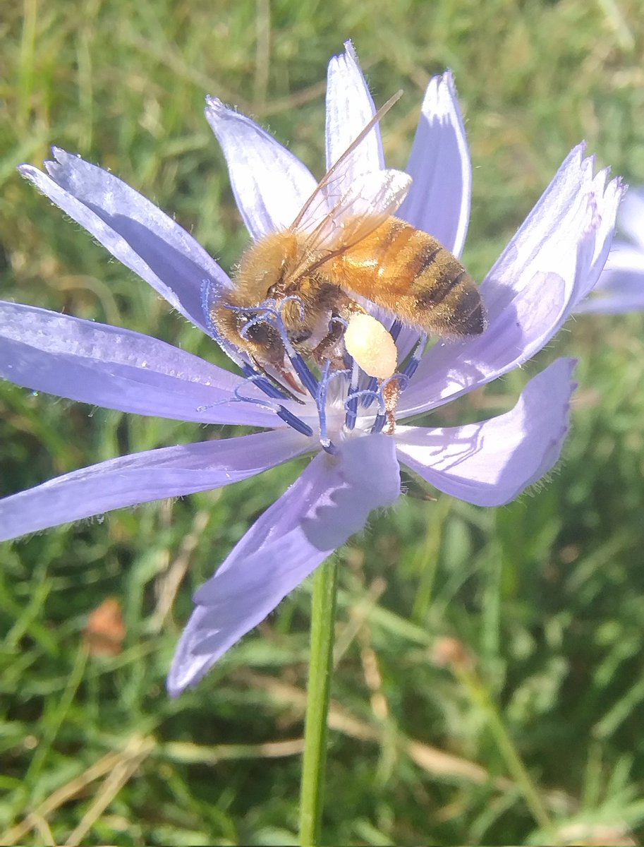 Instancabili, custodi silenziose della natura...🍀