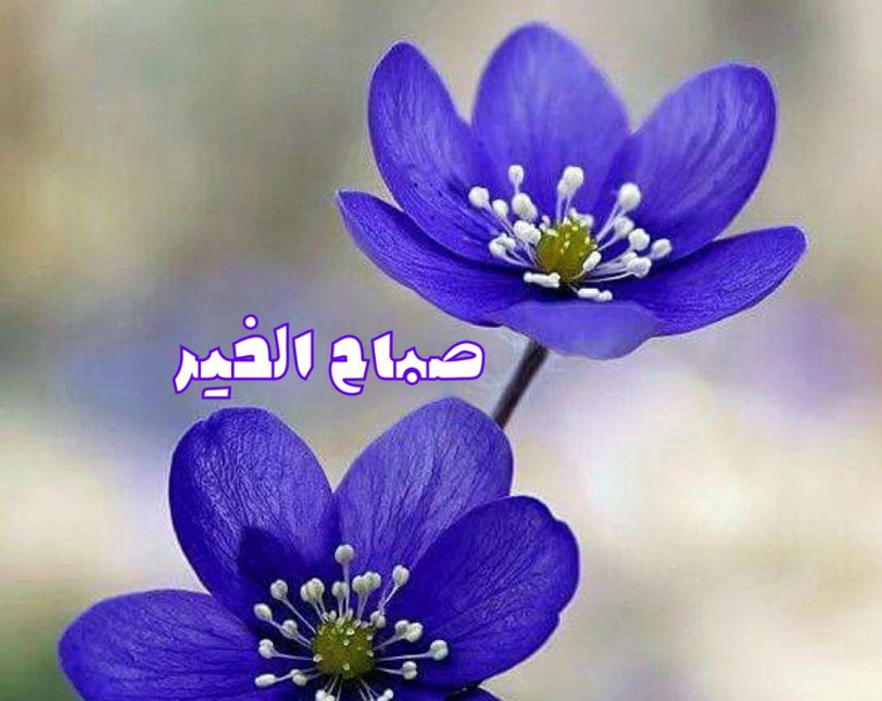 ‌ صباح الخير⁩ للخالية قلوبهم من   النفاق ،المليئة بالخير والمحبة ❤️
#صباح_الخير_و_السعاده