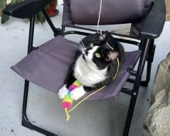 PeterAskin1's tweet image. Senior "Esme" is patiently waiting at the BC SPCA in #DuncanBC #Canada for her forever home! This cuddlebug loves everyone & her toy poodle housemate at her foster home! She would be perfect for an adopter with a catio! Adopt this doll! 😊👏😺💞
Esme adopt.spca.bc.ca/pets/782962/?f…