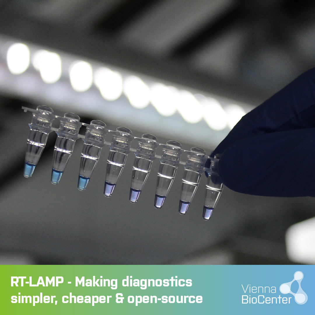 viennabiocenter's tweet image. A big step forward in making diagnostics simpler, cheaper and open-source. Researchers from IMP, IMBA and WACCBIP (Ghana) present a fully open-source, freeze-dried diagnostic assay based on RT-LAMP:
viennabiocenter.org/about/news/mak…
#viennabiocenter #lifescience #RTLAMP