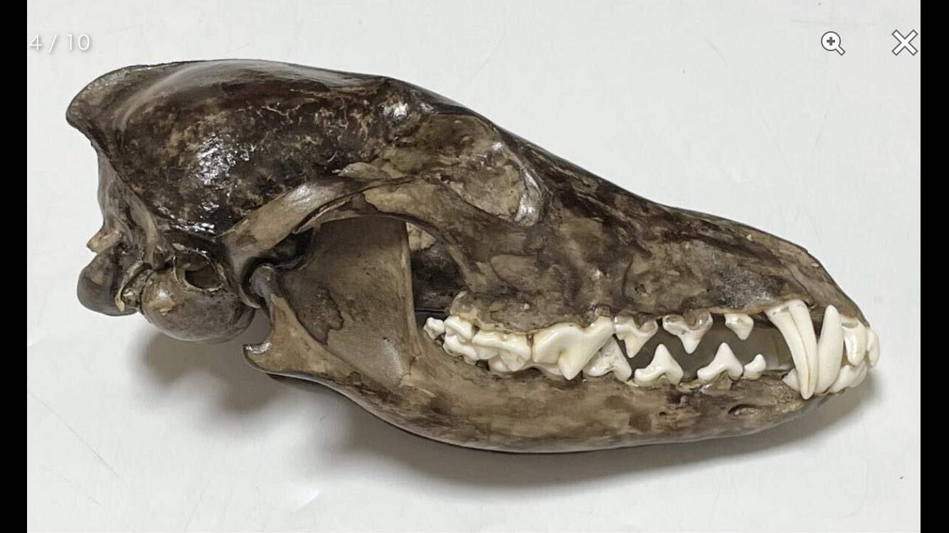 獣牙　根付　呪物　ニホンオオカミ　熊 くま ご り 獣牙 根付 呪物 ニホンオオカミ 熊 Line
