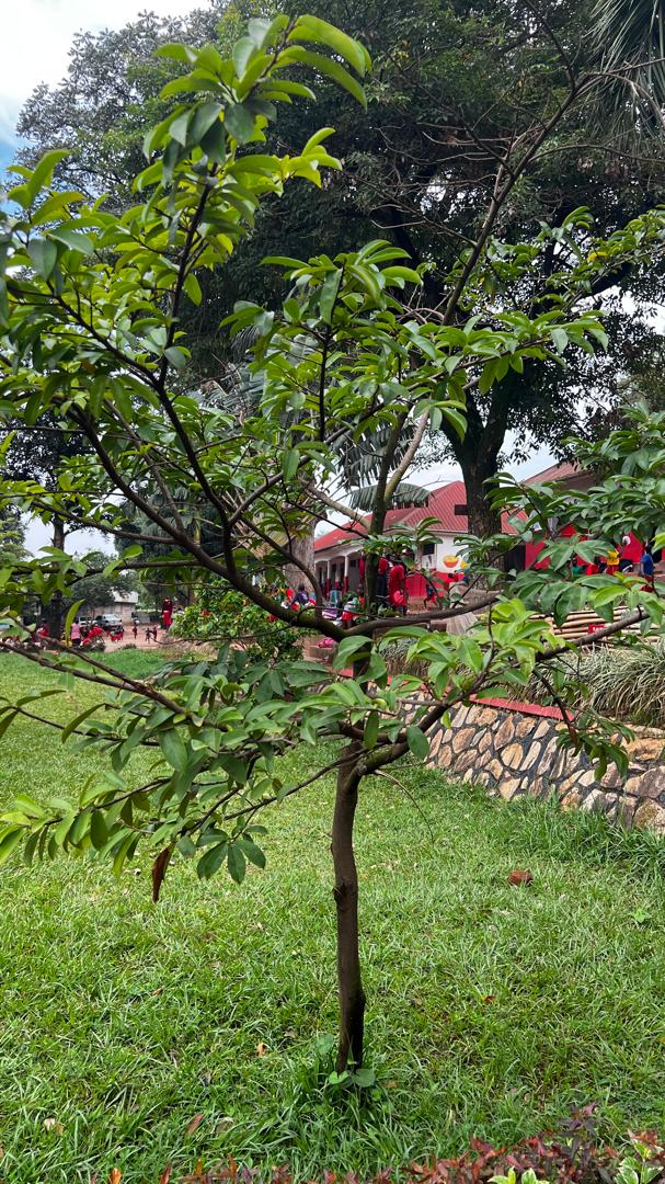 ssemwogererewyc's tweet image. It was quite an impression while I visited our @lilhandsgogreen ambassadors at Namirembe infants p/s &amp;amp; evidenced the beauty of the fruit &amp;amp; medicinal trees we planted yrs ago flourish #GoGreenUg #GreenFestival25  #ClimateAction @JosephMasembe1 @rhosking252 @NBPTROCKS @violin4all
