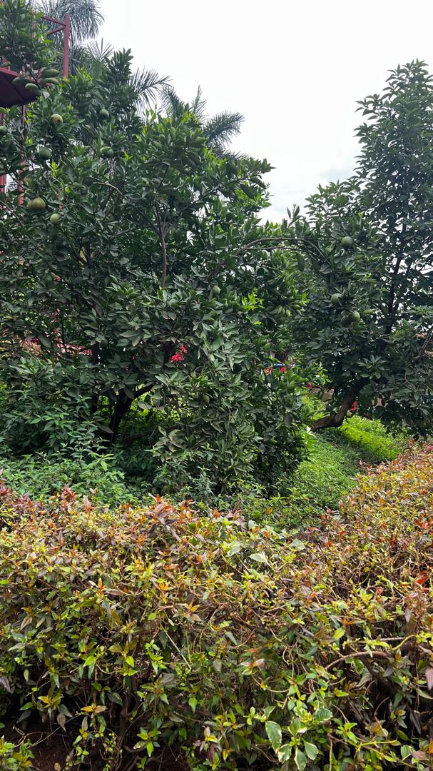 ssemwogererewyc's tweet image. It was quite an impression while I visited our @lilhandsgogreen ambassadors at Namirembe infants p/s &amp;amp; evidenced the beauty of the fruit &amp;amp; medicinal trees we planted yrs ago flourish #GoGreenUg #GreenFestival25  #ClimateAction @JosephMasembe1 @rhosking252 @NBPTROCKS @violin4all