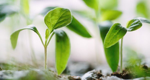 ThinkingFaith's tweet image. The sower who scatters seed amidst rocks, birds and thorns in today's gospel is not being wasteful: this is how the field is. But the sower also knows there are pockets of good soil and so is liberal in the sowing. thinkingfaith.org/articles/striv…