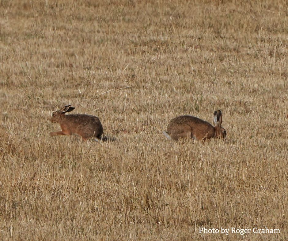 WorcsWT's tweet image. A big thanks to Roger Graham for sharing this photo of two brown hares that he spotted recently 😍
Thought to have been introduced into the UK in Roman times (or even earlier), the brown hare is now considered naturalised. It is most common on open farmland, in grassland…