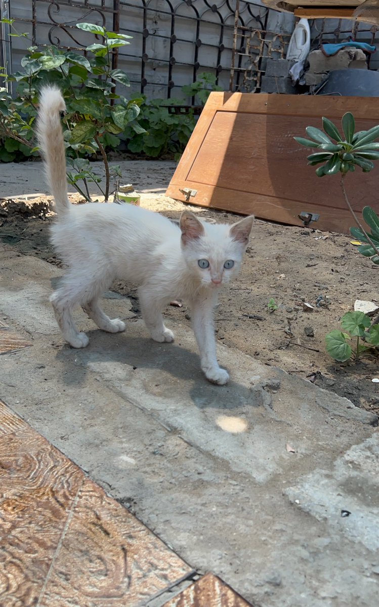 RescueCare's tweet image. Good morning my friends๐ป๐ซ๐ฅฐ๐พ๐ซถ๐ป๐ธ