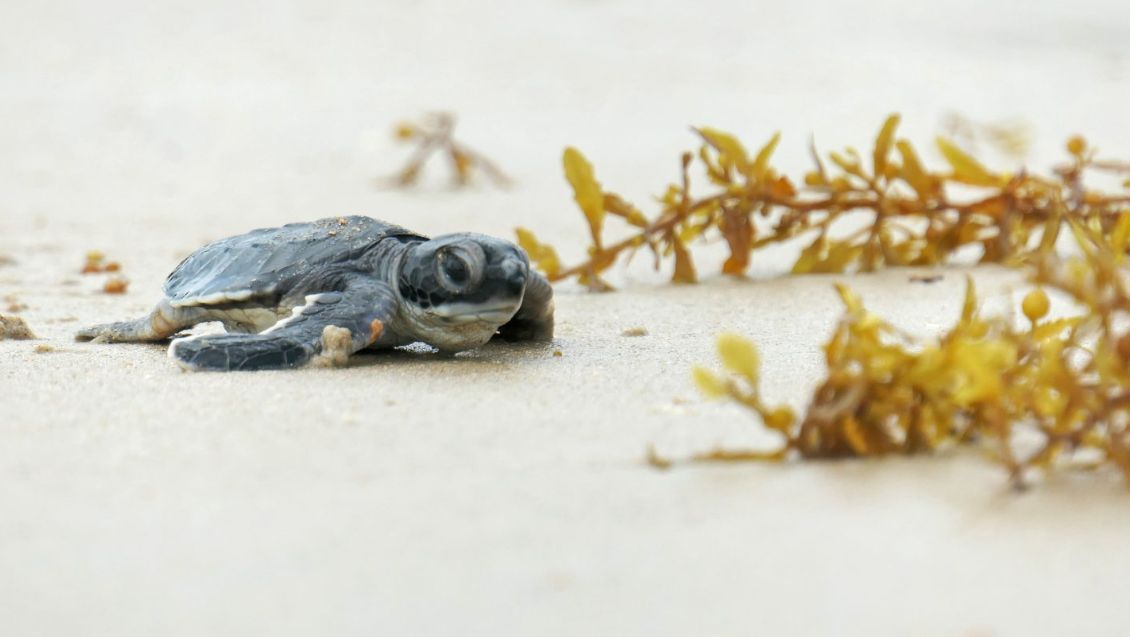reef_research's tweet image. AWESOME GRADUATE JOB OPPORTUNITY: Jr. Sea Turtle Research Ecologist (AIS, Woods Hole)
AIS is looking for a Jr. Sea Turtle Research Ecologist to participate in data collection for the Sea Turtle Ecology research program. This program assesses the current and anticipated…