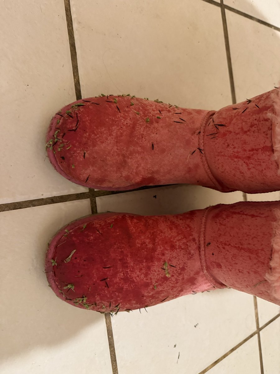 yandermae's tweet image. covered in poo, mud, prickles, straw, etc from the mad dash of bringing my pigs inside when the rain started 😭