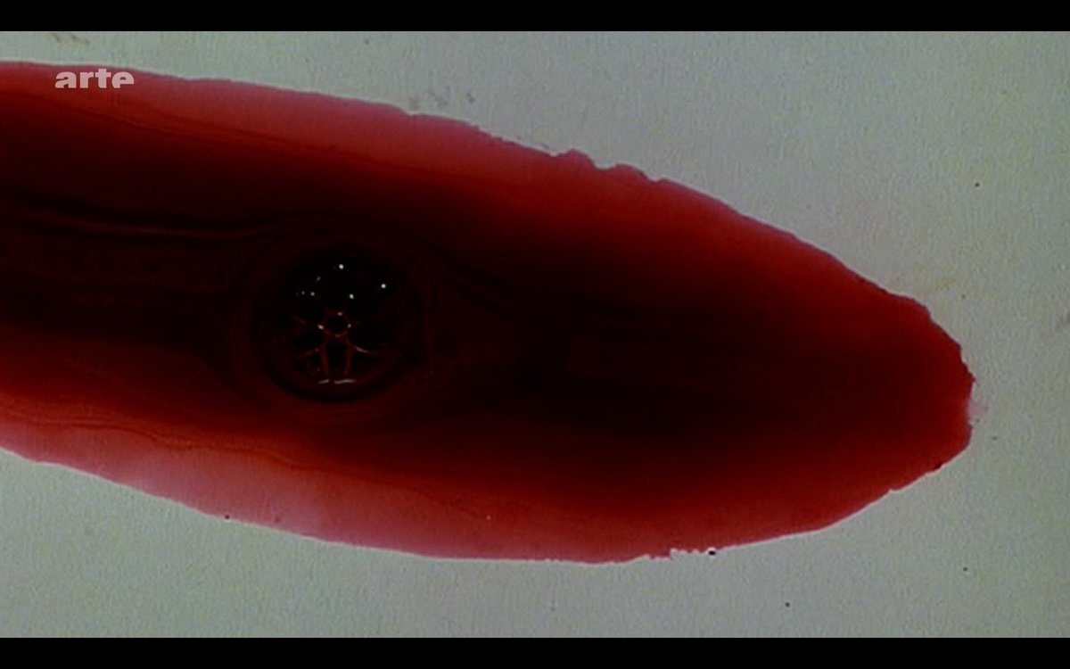 lesenfants17811's tweet image. Cut (Christoph Girardet & Matthias Müller, 2013)
drive.google.com/drive/folders/…