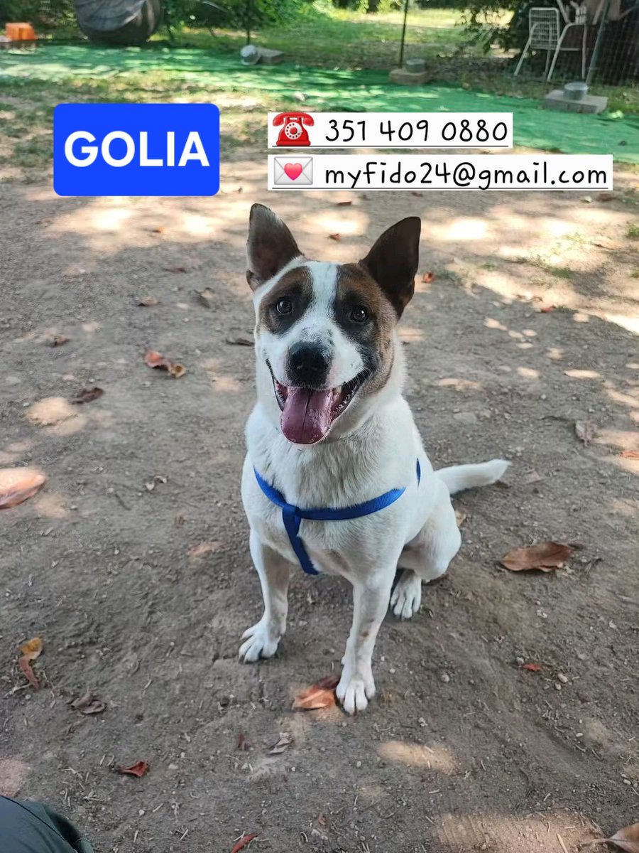 volaurentina's tweet image. GOLIA ha 4 anni e da 2 vive in canile.
È stato trovato da solo in campagna. Molto diffidente con chiunque, un pò alla volta ha acquisito fiducia ed ora è un cane socievole. Gli piace giocare e ricevere coccole.
Non compatibile con gli altri maschi.
In cerca della sua prima casa!