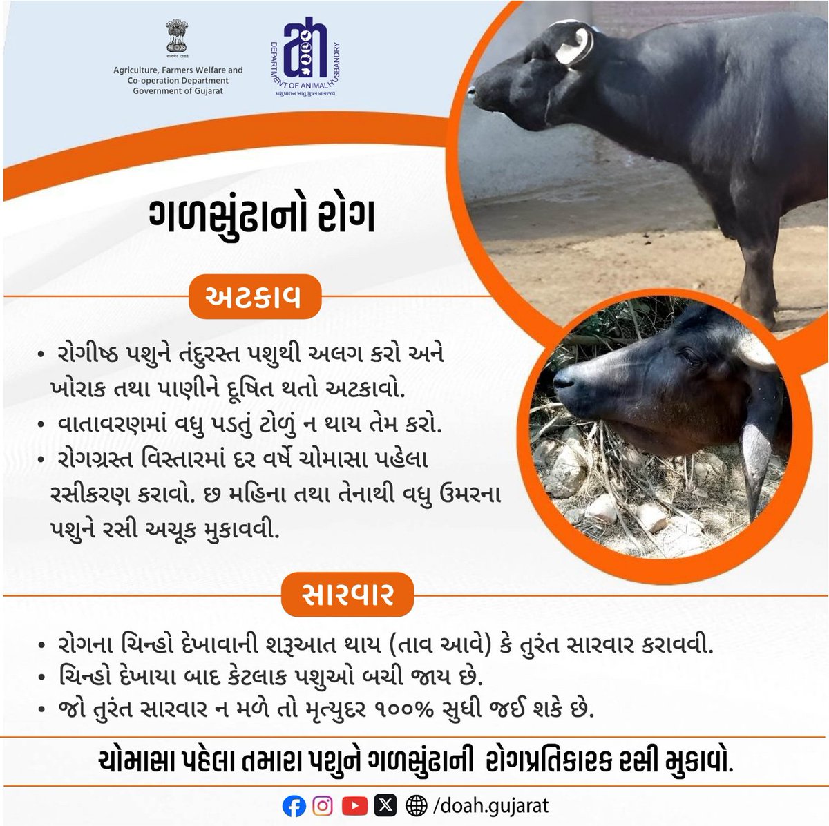 DoahGujarat's tweet photo. ગળસુંઢાનો રોગ
ચોમાસા પહેલા તમારા પશુને ગળસુંઢાની રોગપ્રતિકારક રસી મુકાવો.
#Throatdisease
#BuffaloHealth
#CattleDiseaseAwareness
#MonsoonAnimalCare
#LivestockDisease
#CattleVaccination
#AnimalHealthAwareness
#VeterinaryCare
#LivestockProtection
#Pashupalan https://t.co/8DRA5BlHe2