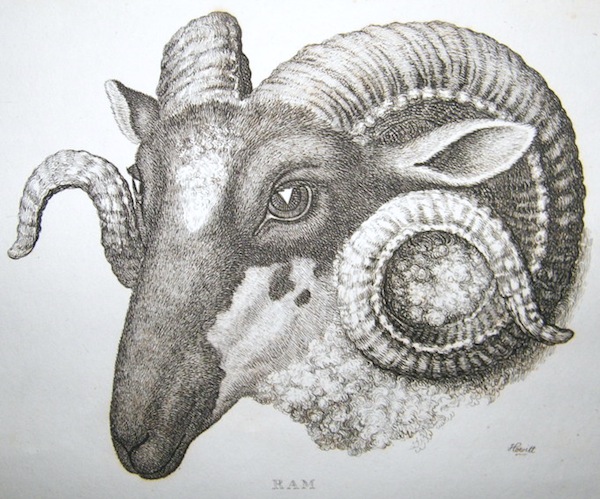 JeanMarcBECHE's tweet image. Jour républicain du BÉLIER ce 5 THERMIDOR de la 233ème  année du calendrier révolutionnaire et aussi... 23 juillet de 2025 après JC 🏛🇨🇵🗓🐏🐏🐏🤓