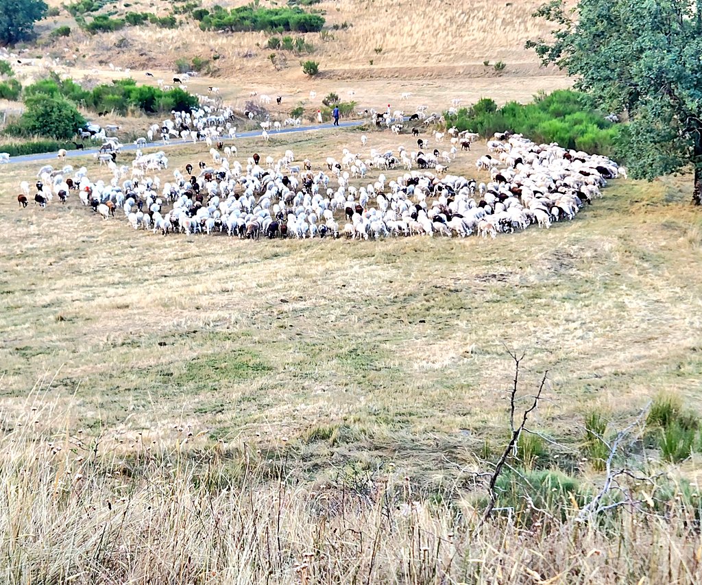 JeanMarcBECHE's tweet image. Jour républicain du BÉLIER ce 5 THERMIDOR de la 233ème  année du calendrier révolutionnaire et aussi... 23 juillet de 2025 après JC 🏛🇨🇵🗓🐏🐏🐏🤓
