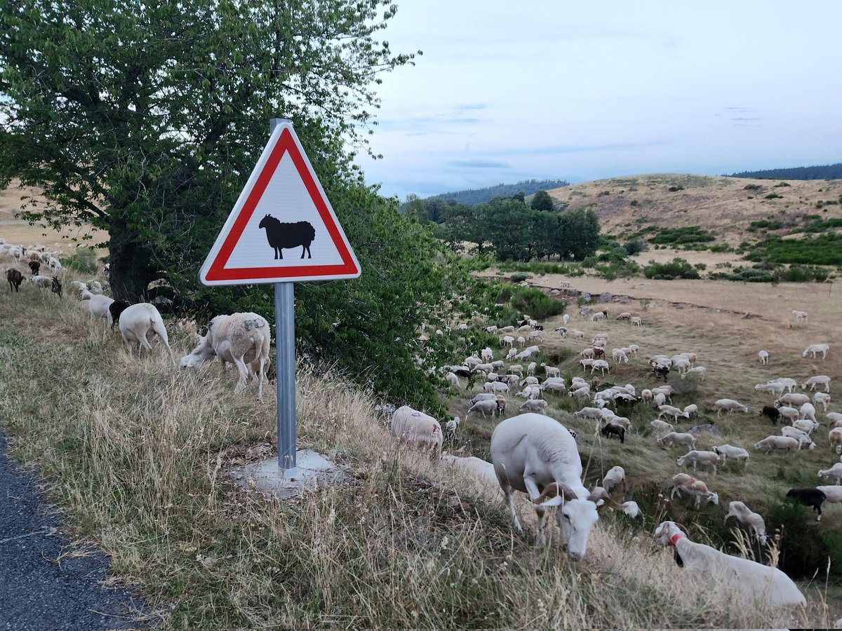 JeanMarcBECHE's tweet image. Jour républicain du BÉLIER ce 5 THERMIDOR de la 233ème  année du calendrier révolutionnaire et aussi... 23 juillet de 2025 après JC 🏛🇨🇵🗓🐏🐏🐏🤓