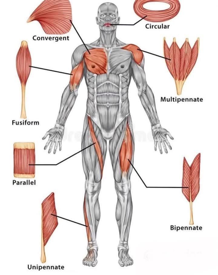 Types of muscles