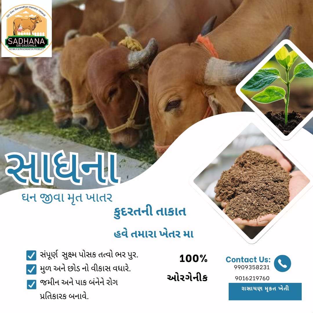 AmreliAtma's tweet photo. "ખેડૂત મિત્રો માટે કુદરતી ખાતર સીધા સંસ્થા દ્વારા મેળવવા તથા વધુમાં વધુ BRC યુનિટનો લાભ લેવાની વિનંતી છે."
રમેશભાઈ - ૯૯૦૯૩૫૮૨૩૧
@Infoamreligog @ddoamreli @CollectorAmr https://t.co/nbPzZucYWZ
