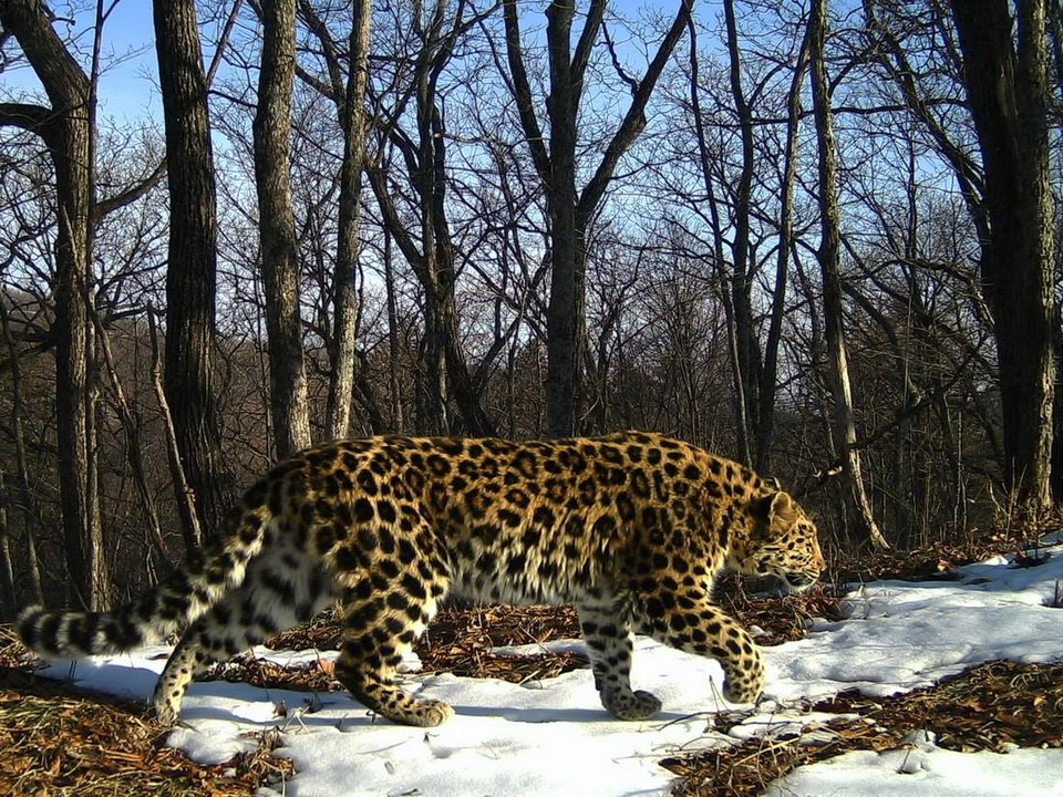 MonteroQuercus's tweet image. Buenas noticias del Lejano Oriente. El leopardo de Amur, que estuvo al borde de la extinción, se está recuperando. La población de esta amenazada subespecie ha pasado de 30 ejemplares en 2007 a 130 sólo en Rusia news.mongabay.com/short-article/…
Vía @Mongabay / Foto: Wikimedia Commons