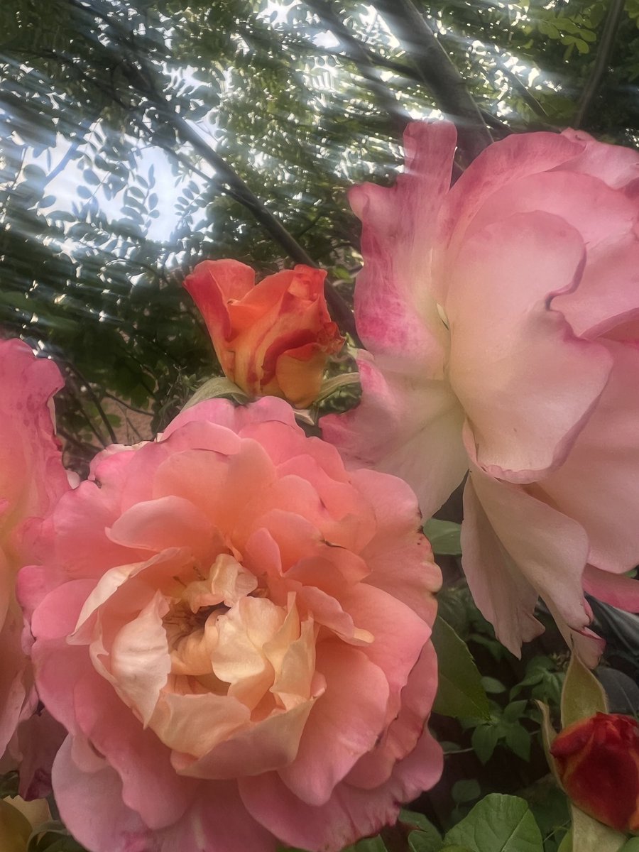 Trinkle96619465's tweet image. #RoseWednesday๐ Good morning ๐ From a beautiful new bud through to the final stage of fading beauty. ๐