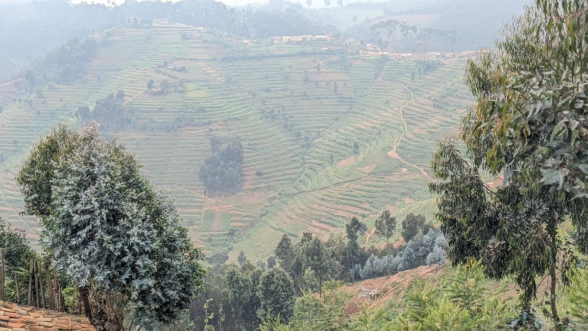 Phenias Niyonzima (@niyonzimapheni1) on Twitter photo Today, July 22, we hosted a delegation from <a href="/RutsiroDistrict/">Rutsiro District</a> including Vice Mayor @NISRwanda staff, #mukurasector & district leaders, as they visited <a href="/ARCOSNetwork/">ARCOS Network</a> terraces in Kageyo Cell.
They praised our work in promoting #sustainableagriculture & #soilerosioncontrol Today, July 22, we hosted a delegation from <a href="/RutsiroDistrict/">Rutsiro District</a> including Vice Mayor @NISRwanda staff, #mukurasector & district leaders, as they visited <a href="/ARCOSNetwork/">ARCOS Network</a> terraces in Kageyo Cell.
They praised our work in promoting #sustainableagriculture & #soilerosioncontrol