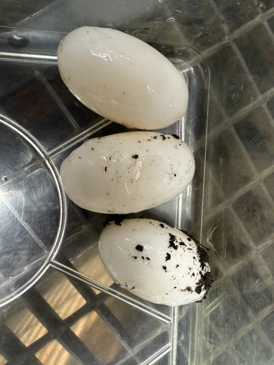 iZoo_iZoo_'s tweet image. ニシアフリカコビトワニ（Osteolaemus tetraspis）が産卵しました🐊🥚
クロコダイル科で最小のワニです。

今年は3個の卵を回収出来ました。
孵卵器へ入れて孵化を待ちます。
#ワニ　#産卵