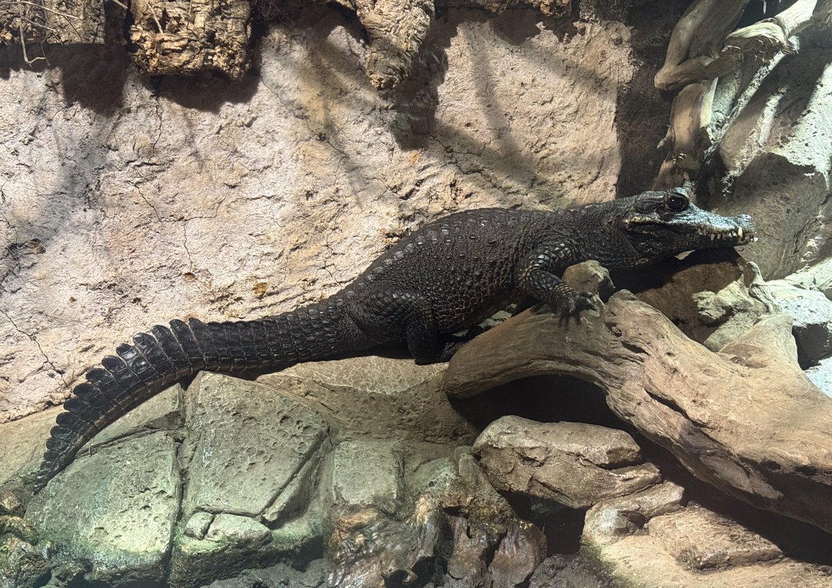 iZoo_iZoo_'s tweet image. ニシアフリカコビトワニ（Osteolaemus tetraspis）が産卵しました🐊🥚
クロコダイル科で最小のワニです。

今年は3個の卵を回収出来ました。
孵卵器へ入れて孵化を待ちます。
#ワニ　#産卵