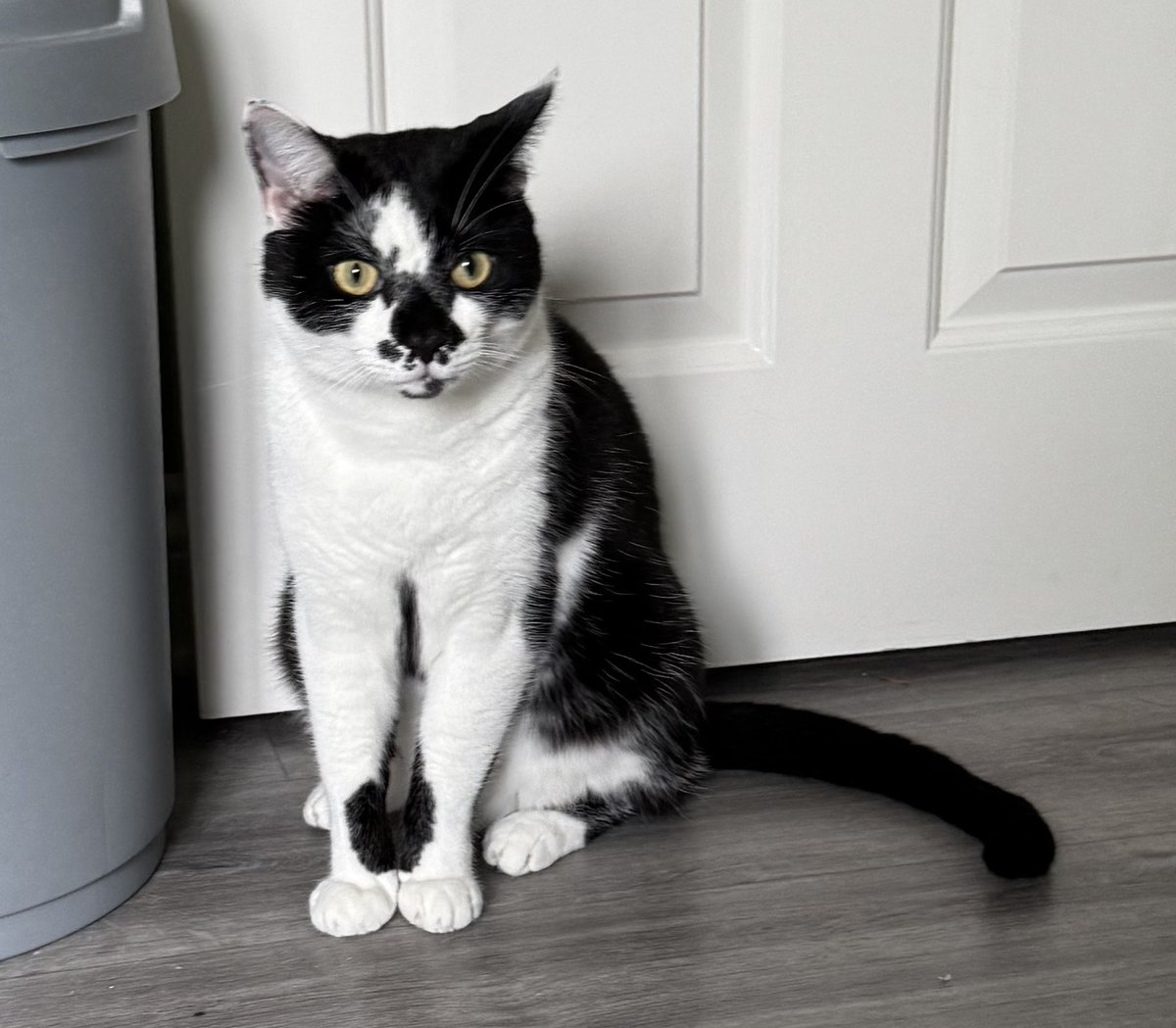 hill_jowett's tweet image. Good morning and for anyone who needs it, here is a cat, Alfie to be precise.