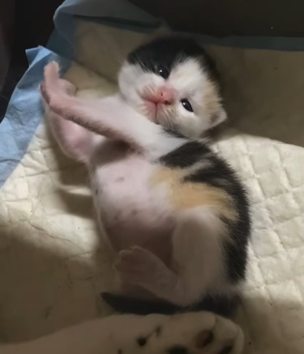 uhmhazy's tweet image. oh yeah , time for an snooze,, a fat cat nap, a real siesta of epic proportions