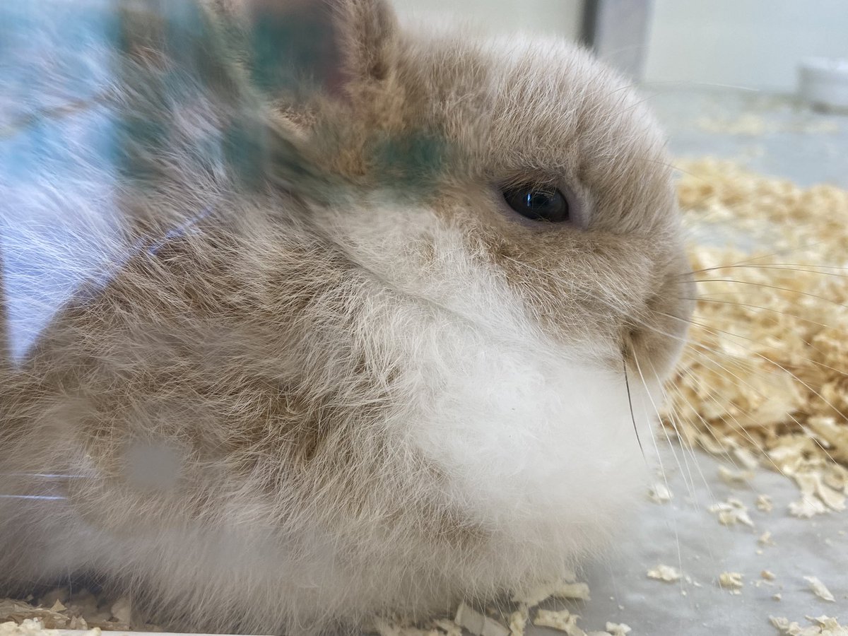 kahoku_zoo's tweet image. ネムネム😪😪(  ¯꒳​¯ )ᐝ🐰🐰 #癒し #河北町児童動物園