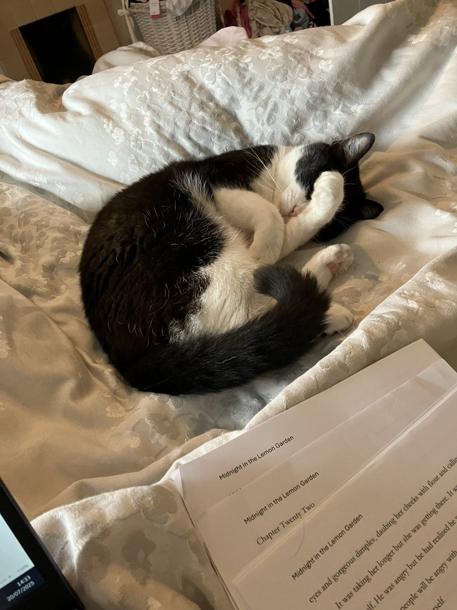 Nobody appreciates the battle I go through each day really wanting to pick my cat up and smush him and knowing that he truly hates it.