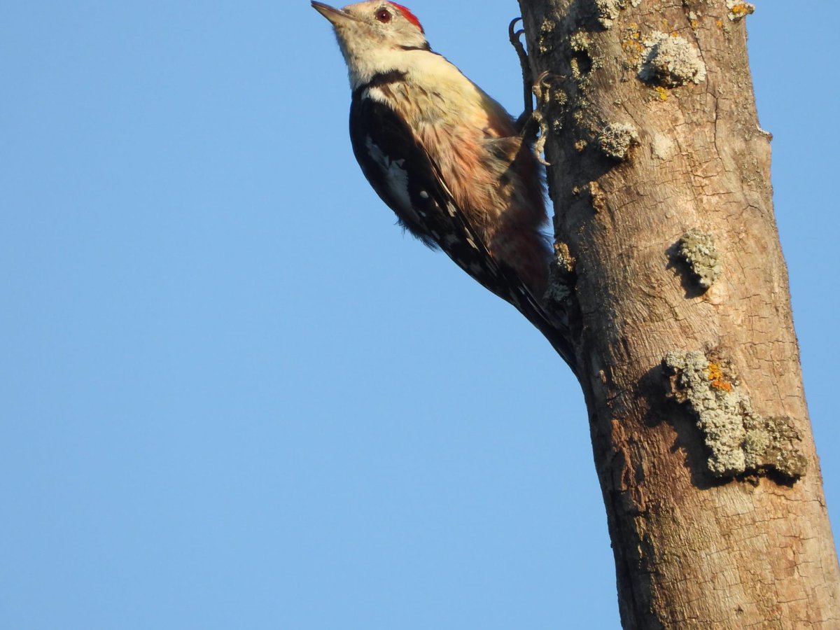 Krka National Park (@npkrka) on Twitter photo The Middle Spotted Woodpecker (𝐷𝑒𝑛𝑑𝑟𝑜𝑐𝑜𝑝𝑜𝑠 𝑚𝑒𝑑𝑖𝑢𝑠) has been spotted again <a href="/NPKrka/">Krka National Park</a> after 8 years 🙂 The Middle Spotted Woodpecker (𝐷𝑒𝑛𝑑𝑟𝑜𝑐𝑜𝑝𝑜𝑠 𝑚𝑒𝑑𝑖𝑢𝑠) has been spotted again <a href="/NPKrka/">Krka National Park</a> after 8 years 🙂