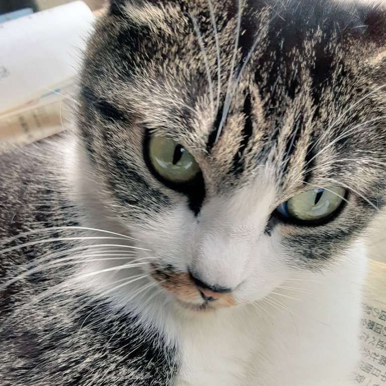2個目は猫が楽しそうな感じが
伝わる装飾にしたいな。
#猫のいる暮らし 
#装飾切りかぶ椅子