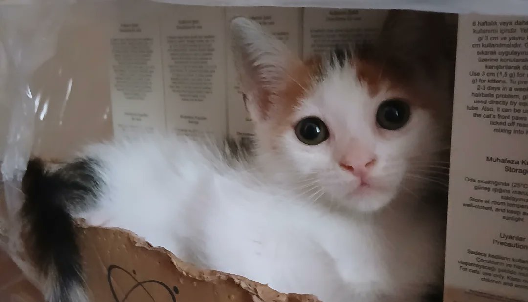 Günaydın! ben olduğum yerde uslu uslu yuvamı bekliyorum.  Yalnızlıktan çok sıkıldım.  
Beni sahiplenecek olan kişiye sesleniyorum;  "lütfen çabuk olur musun , birbirimize kavuşmamız bu kadar zaman almamalı. Sana, sevgine bebekken çok daha fazla ihtiyacım var. Ve her ne kadar daha
