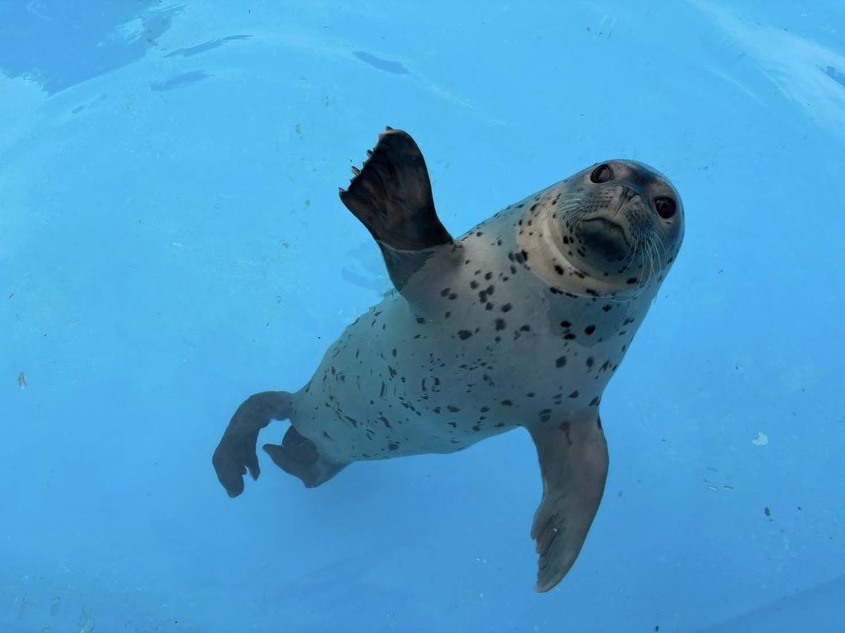 打ち水オットセイまであと2日！！🌊

予定をしっかり空けてる人～✋↑↑
濡れる準備が出来てる人～✋↑↑
‼全身濡れます‼

＃東武動物公園
＃打ち水オットセイ
＃ゴマフアザラシ
＃はなまる
＃はーい
