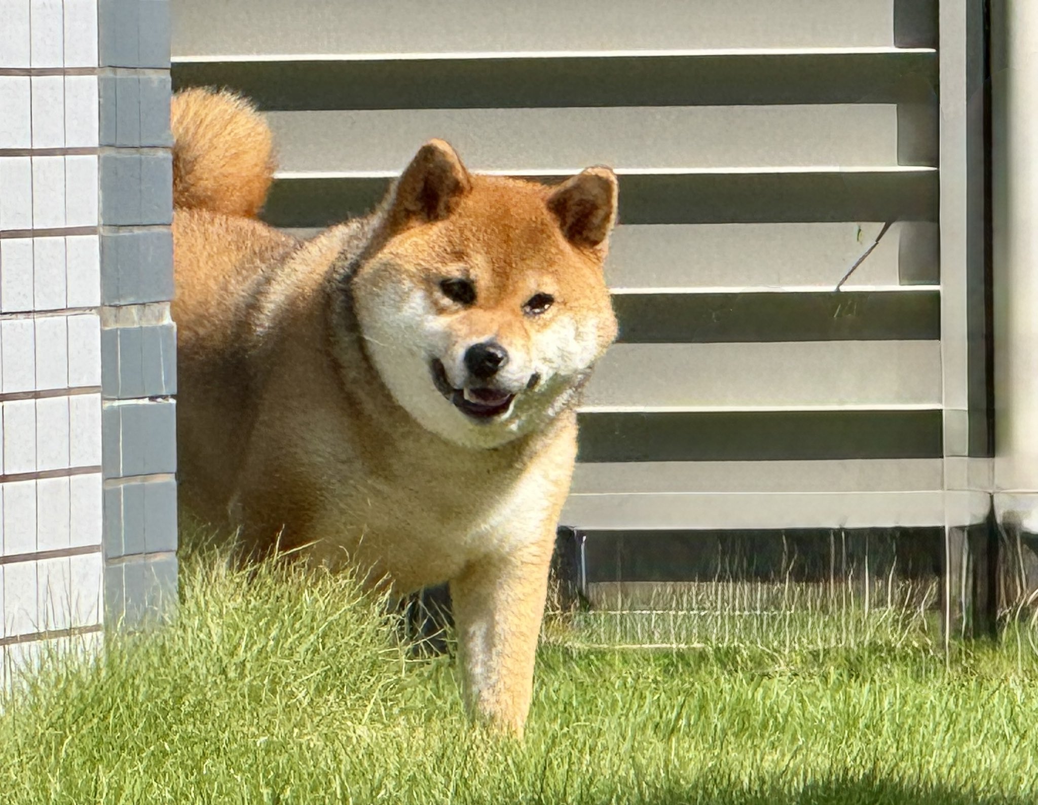 普通の柴犬ポンちゃん♀ (@PONshibainu) / X